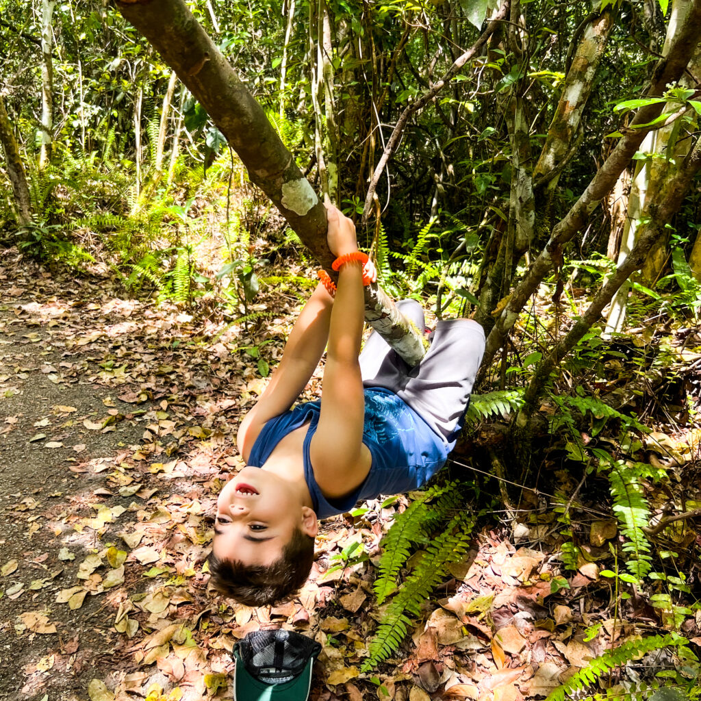 Hanging off a tree on the Gumbo Limbo trail in the Everglades