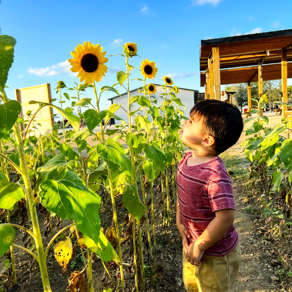 sunflower field at the Berry farms with kids